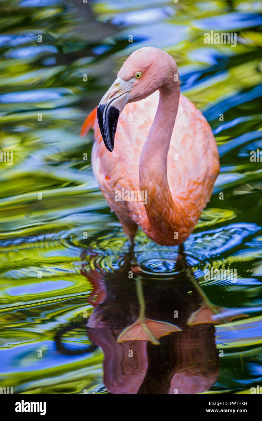 Pink Flamingo in einem Kaanapali Resort, Maui Stockfoto