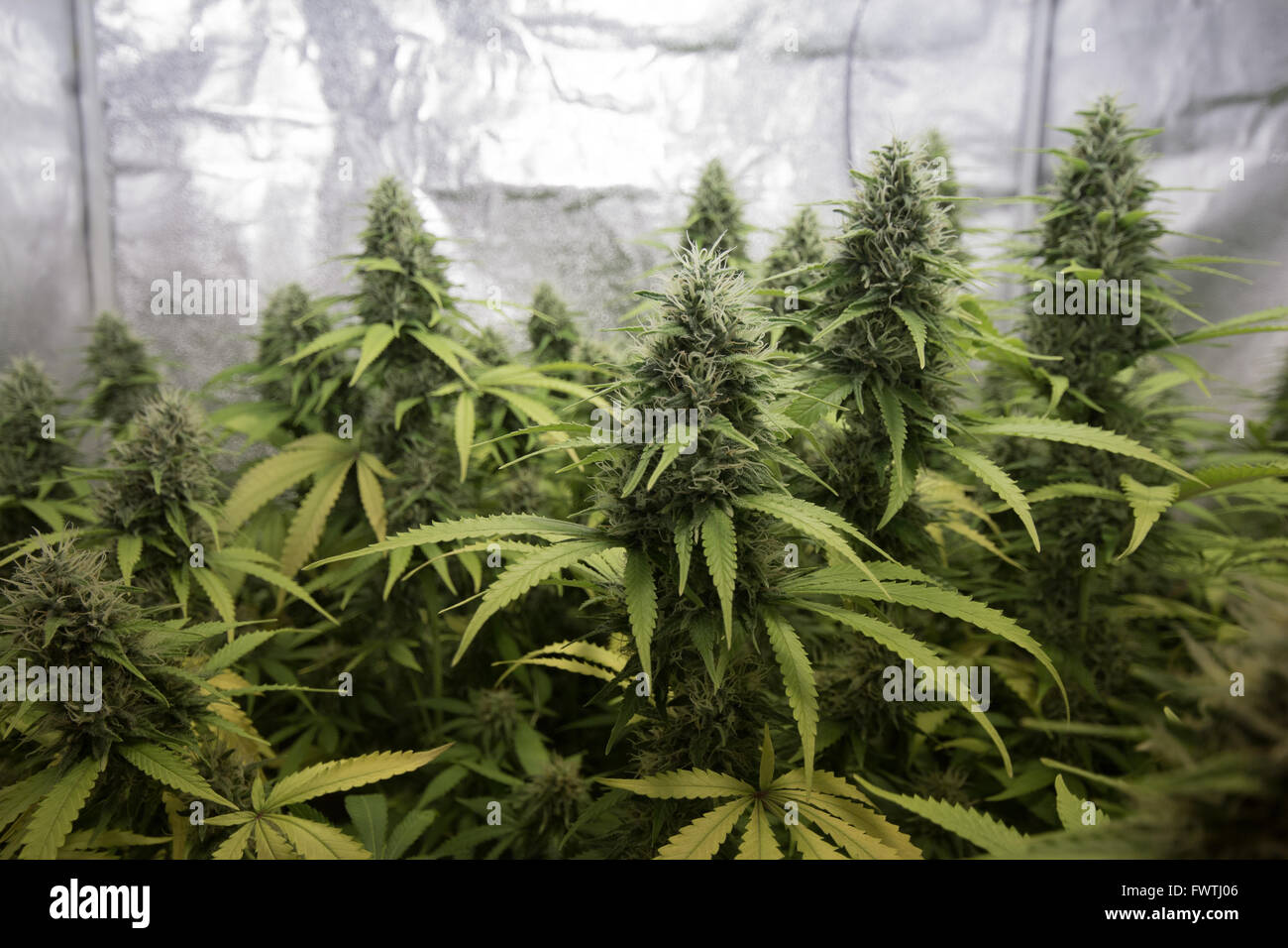 Indoor Cannabis / Marihuana Knospen wachsen Box Stockfoto