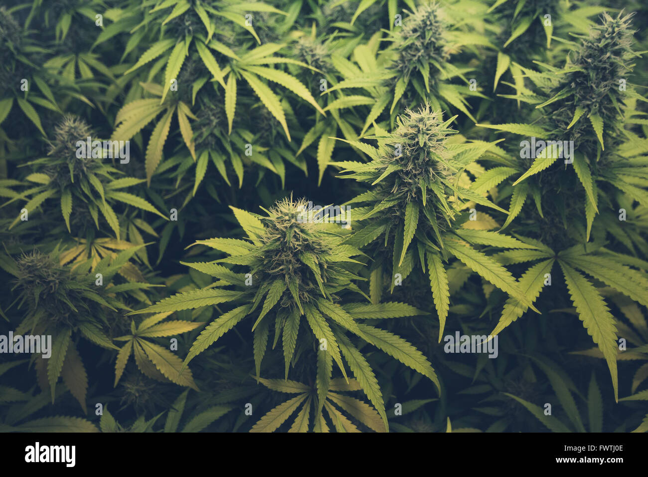 Bud Cannabis/Marihuana Pflanzen - Cannabis, Marihuana, Pflanzen Stockfoto