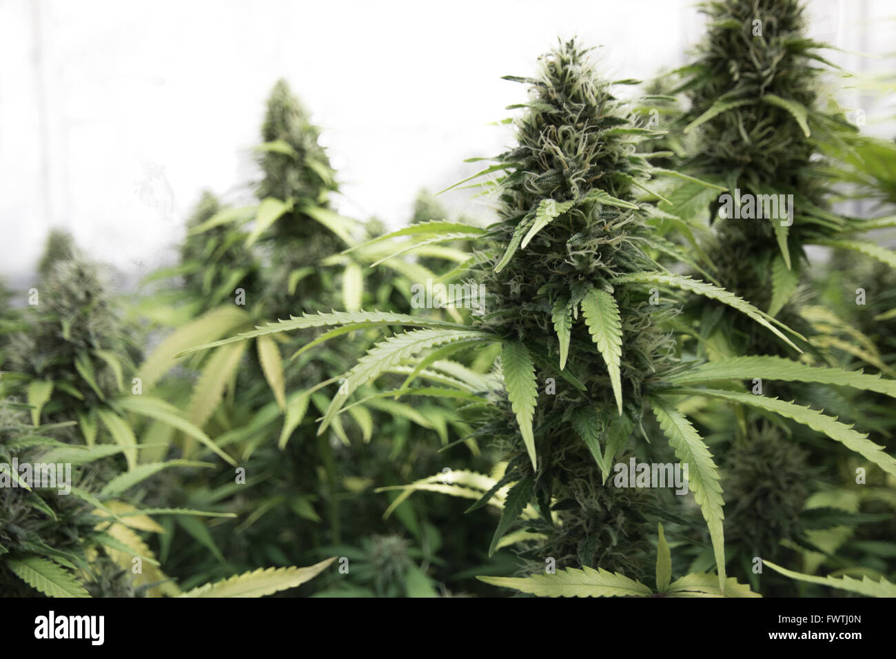 medizinische Marihuana, Cannabis Blütenknospen Stockfoto