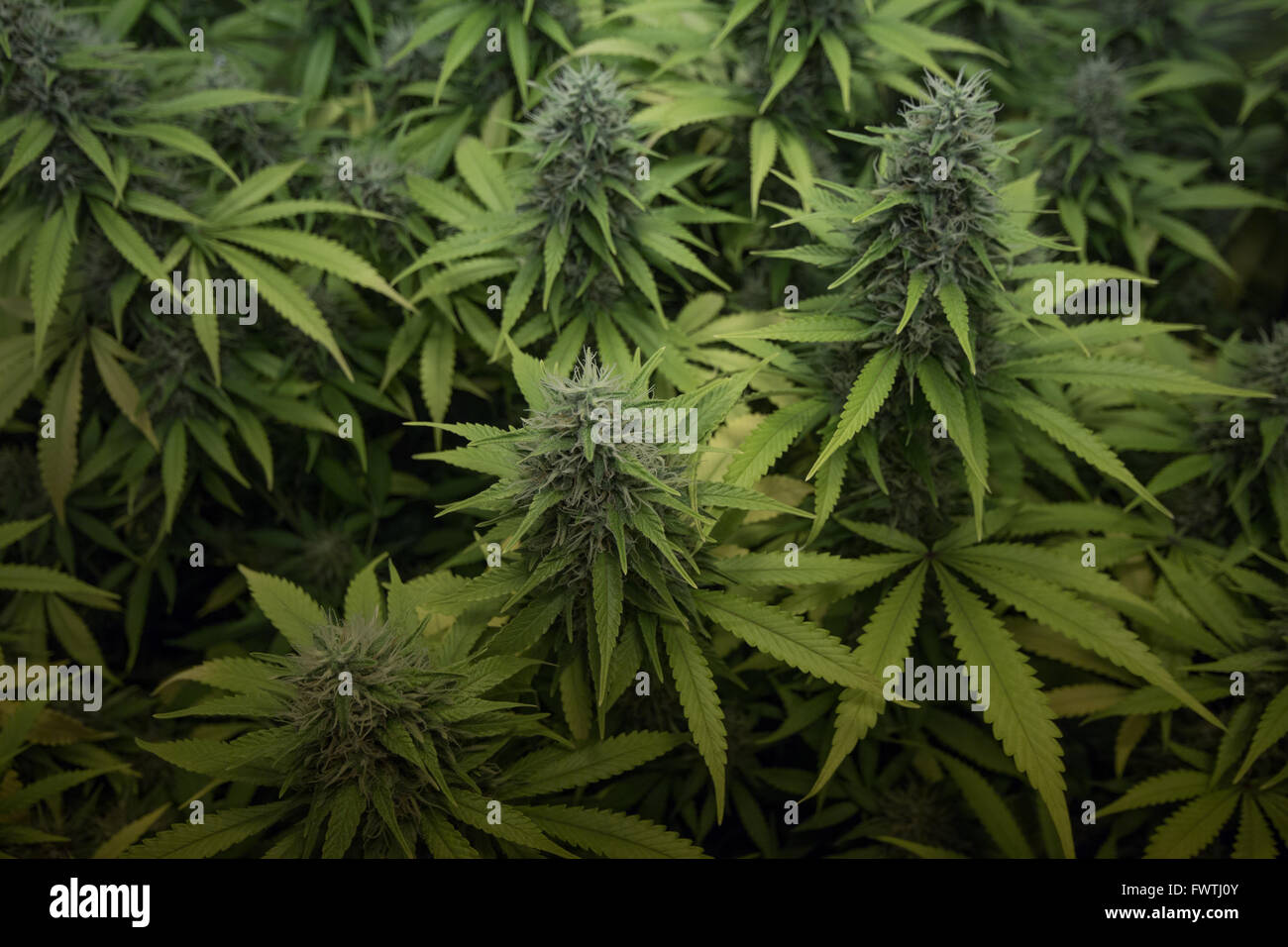 medizinisches Marihuana, Cannabis Blütenknospen Stockfoto