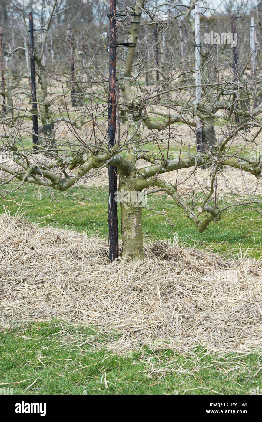 Stroh für die Basis der Apfelbäume im Frühling bei RHS Wisley Gardens. Surrey, England Stockfoto