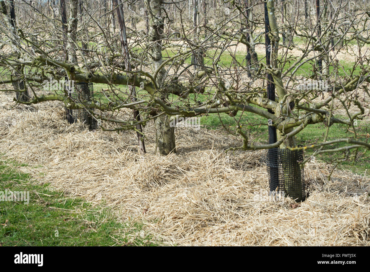 Stroh für die Basis der Apfelbäume im Frühling bei RHS Wisley Gardens. Surrey, England Stockfoto