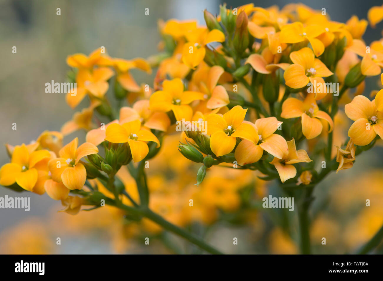 Kalanchoe "African Queen" Blumen Stockfoto