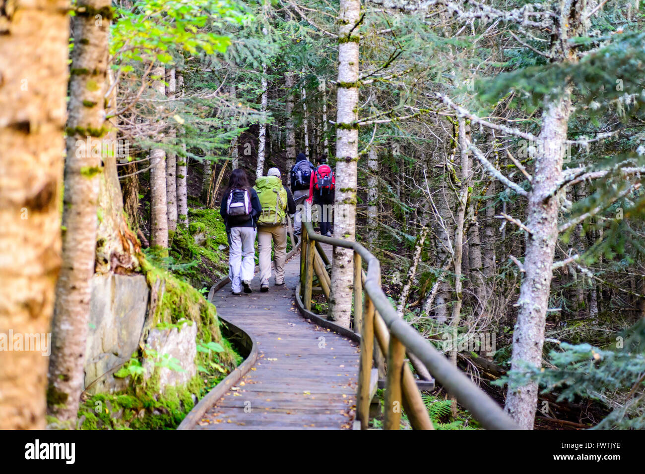 Wanderer gehen mit vollen Rucksäcken auf einem hölzernen Pfad in den Wald. Stockfoto