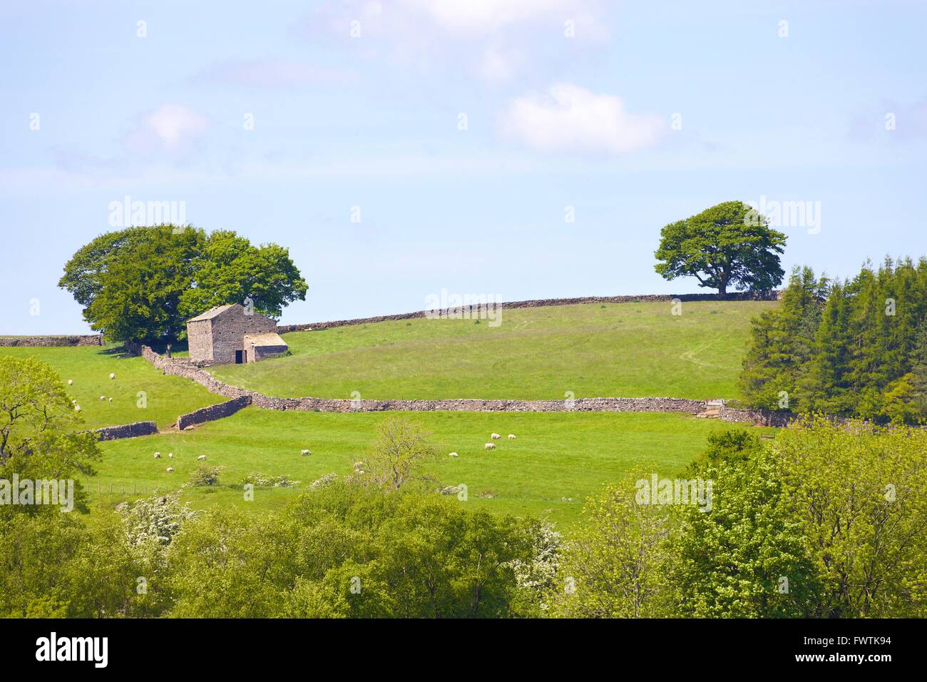 Eden-Tal. Scheune auf einem Hügel zwischen Trockensteinmauern. Crosby Garrett, Cumbria, England, Vereinigtes Königreich, Europa. Stockfoto