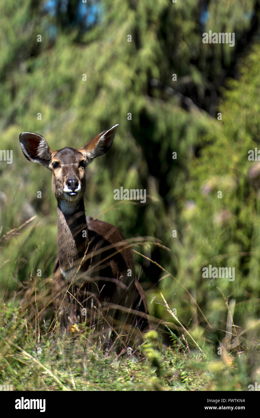 Berg Nyala (Tragelaphus Buxtoni) Erwachsene weibliche Porträt Bale Mountains, Äthiopien, Afrika Stockfoto