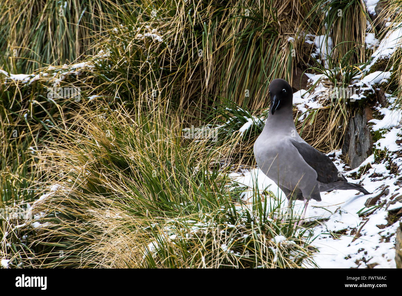 Licht-mantled Sooty Albatross (Phoebetria Palpebrata) Erwachsenen auf Schnee Cooper Bay, Süd-Georgien Stockfoto