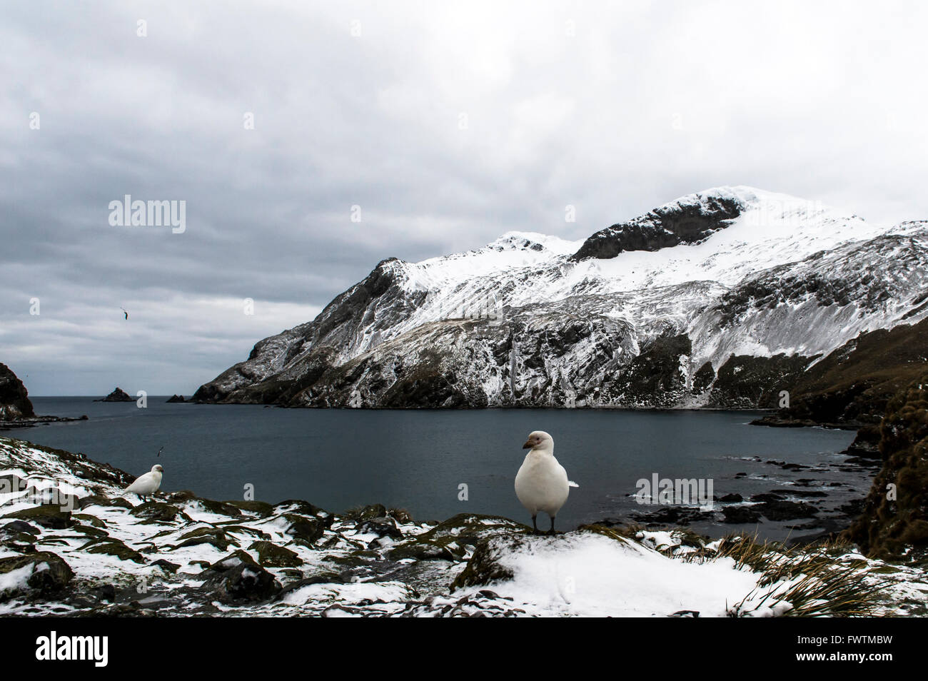 Verschneiten Scheidenschnabel (Chionis Albus) mit schneebedeckten Bergen im Hintergrund Elsehul, Süd-Georgien Stockfoto