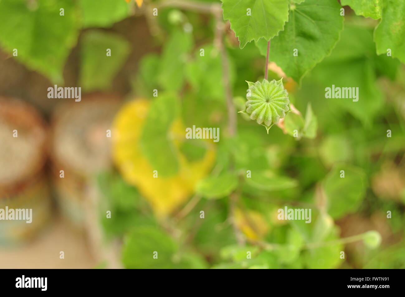 Grüne Blume, umgeben von grünen Blättern Stockfoto