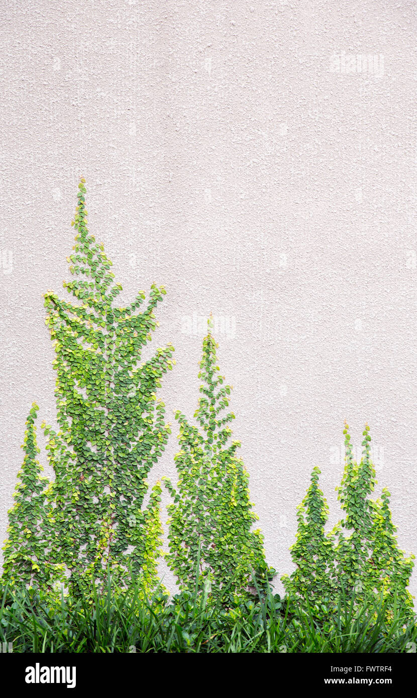Grüner Baum bedeckt auf Betonmauer Stockfoto