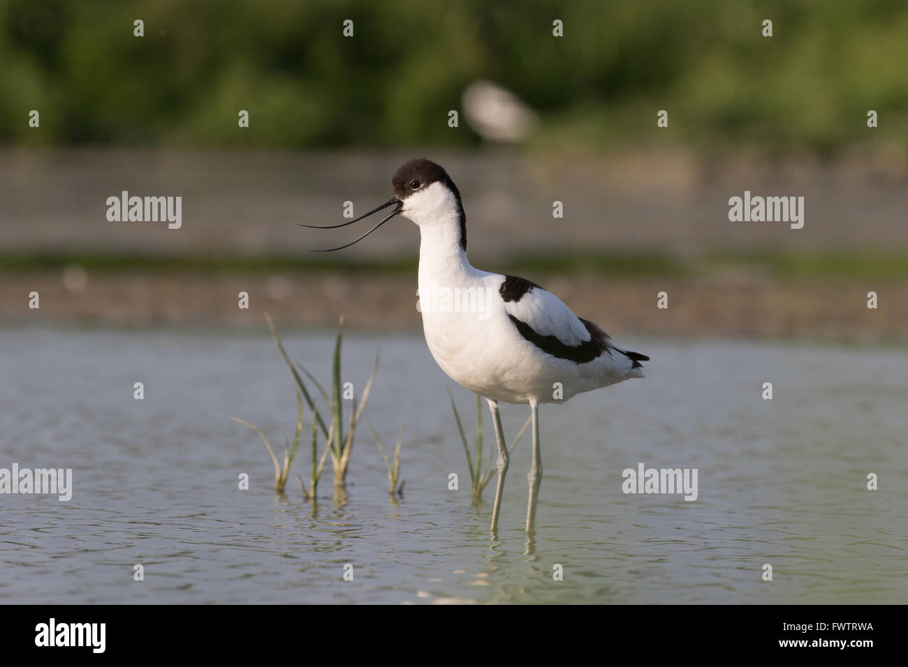 Öffnen Sie ein pied Avocet stehen im flachen Wasser mit Rechnung Stockfoto