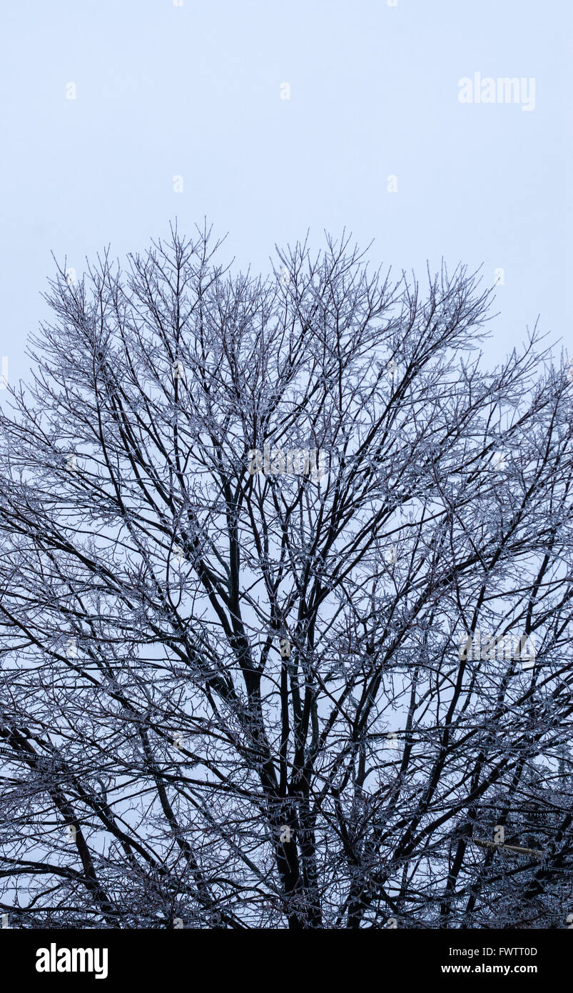 Gefrorene Großbaum nach Eissturm am bewölkten Himmel. Stockfoto