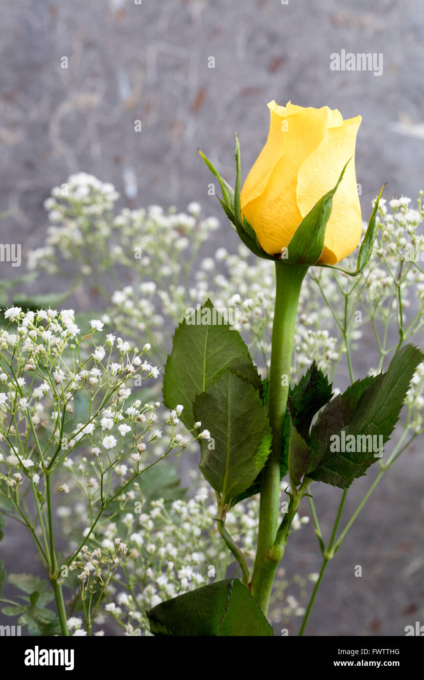 Gelbe Rose und Schleierkraut auf grauem Hintergrund Stockfoto