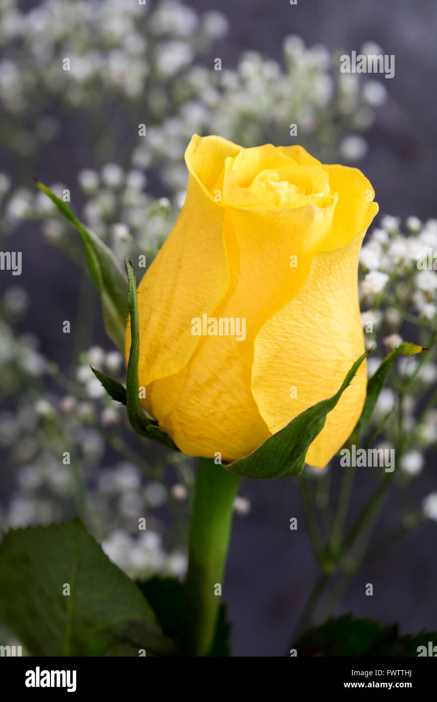 Gelbe Rose und Schleierkraut auf grauem Hintergrund Stockfoto