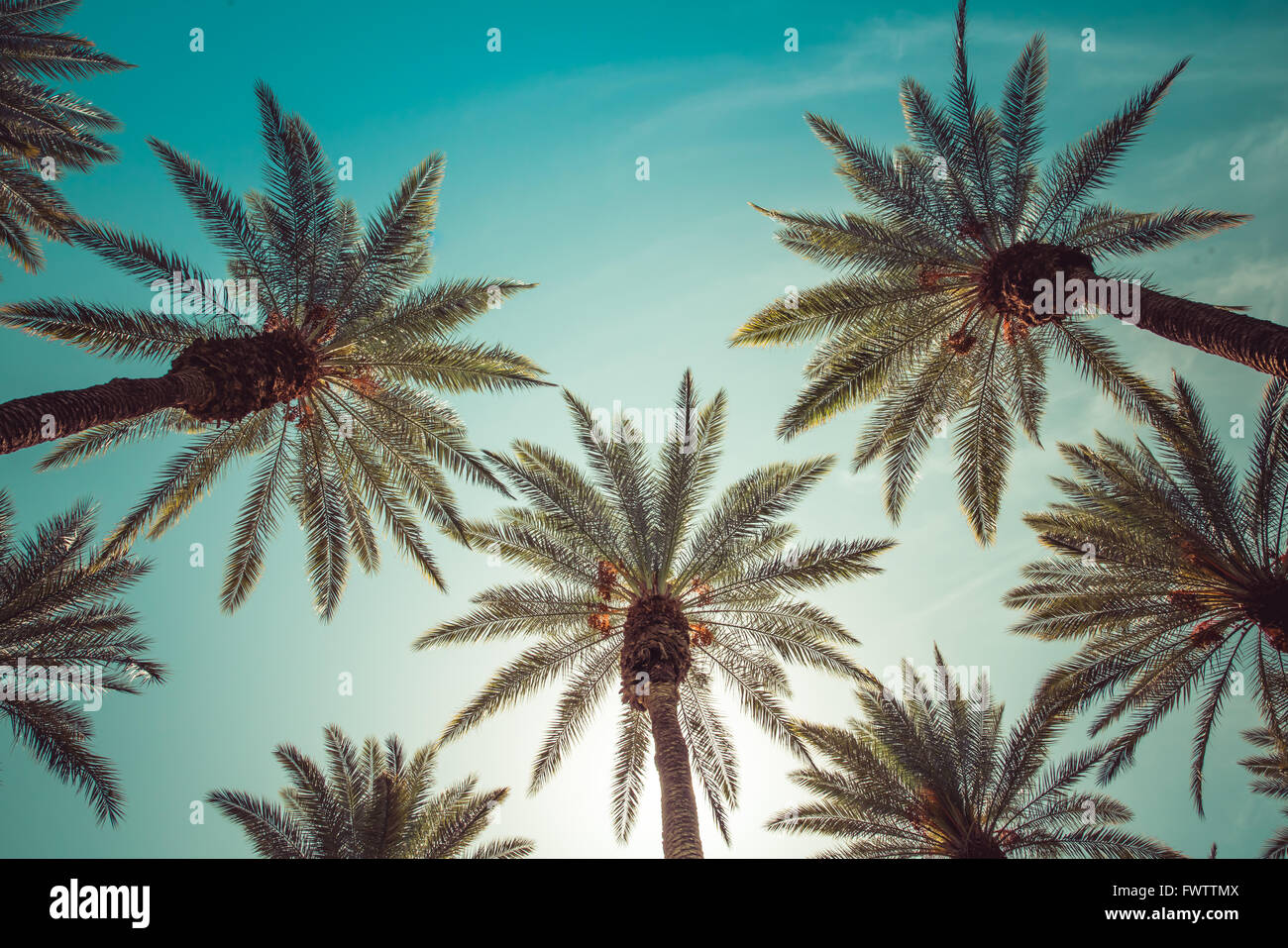 Palmen, Beverly Hills, Los Angeles, Rodeo Drive, Sommer, Vintage, Himmel, Natur, natürliche, Krone-wie Stockfoto