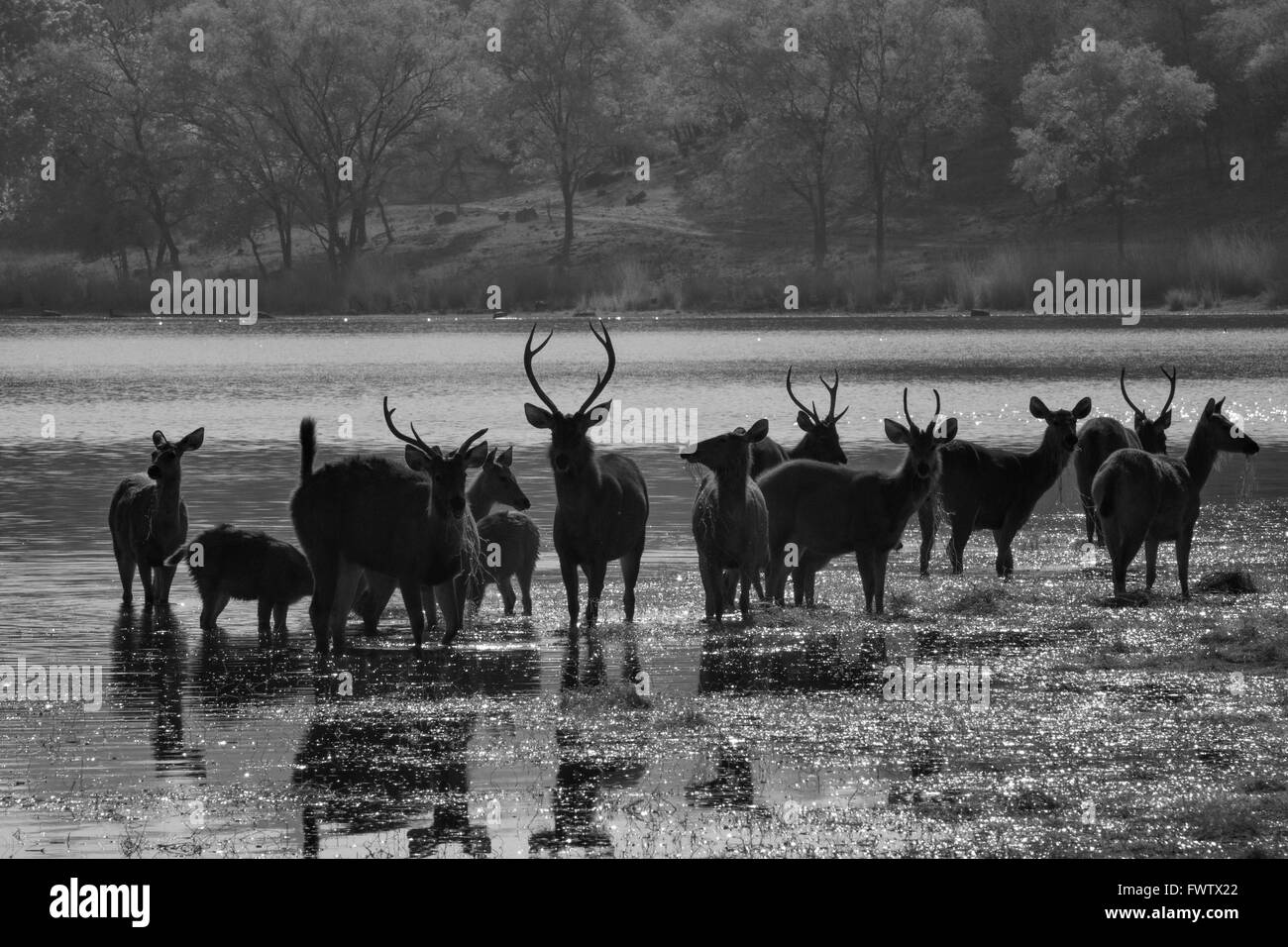 Schwarz und weiß, Infrarot, Bilder einer Herde Sambar (Cervus unicolor) Hirsch stehend und Fütterung in den Rajbagh-See Stockfoto