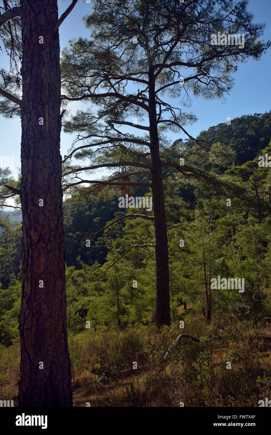 Paphos Wald bei Stavros Tis Psokas, Zypern kalabrische Kiefer - Pinus voll Stockfoto