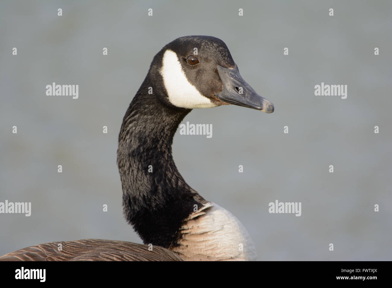 Kanadische Gans Portrait mit lebhaften Augen Seite Profil Schultern auf grauem Hintergrund Stockfoto