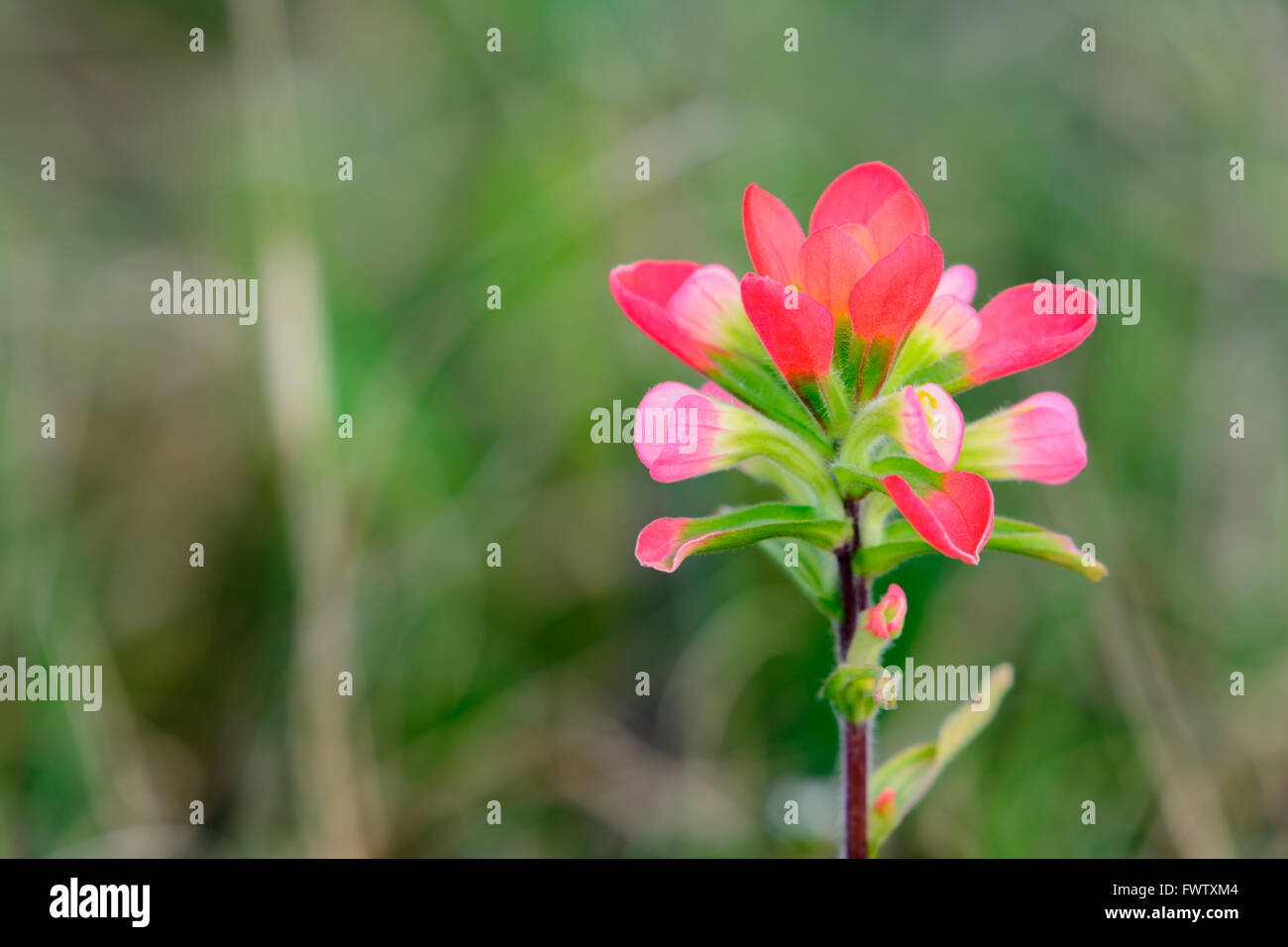 Landschaft-Format Bild rosa Indian Paintbrush Blume wächst wild in einem Feld im Frühling. Stockfoto