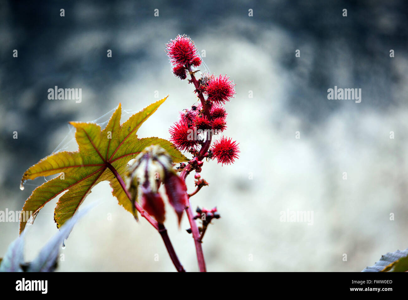 Rizinusöl-Anlage, Castorbean, Ricinus Communis, giftige Früchte Stockfoto