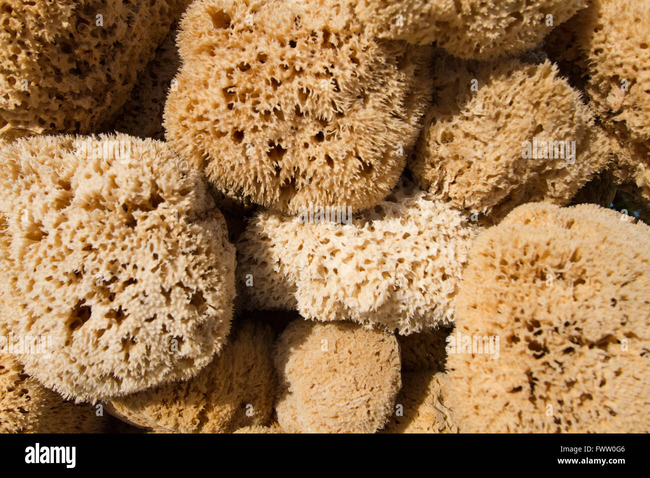 Naturschwämme fangfrischen Stockfoto