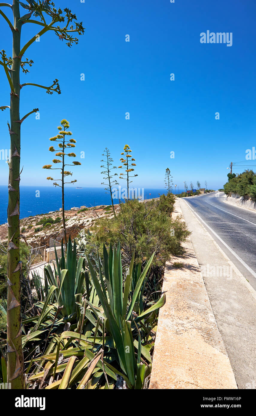 Agaven entlang der Strae auf der sdlichen Kste von Malta Insel mit Blick  auf das Mittelmeer Stockfotografie - Alamy