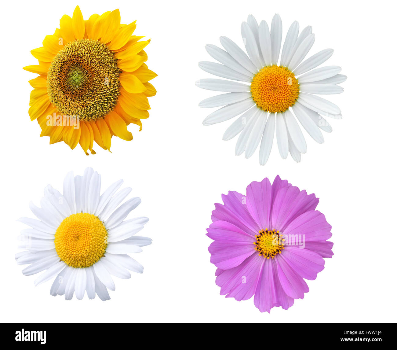 Sonnenblume, Gänseblümchen und lila Blüten, isoliert auf weiss Stockfoto