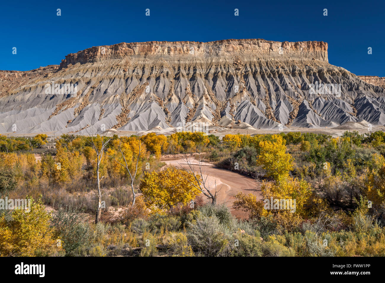 South Caineville Mesa im oberen Blue Hills, Fremonts Pappeln in herbstlichen Farben über Fremont River, Utah, USA Stockfoto