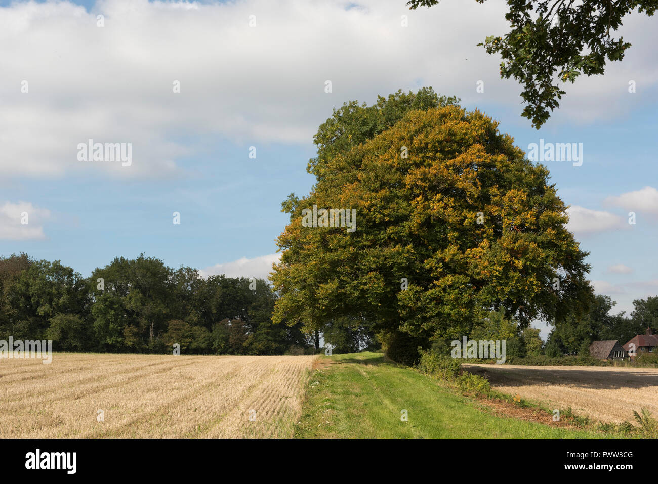 Bäume zu verfärben beginnen, Getreidestoppeln und verfolgen eine Rasen-Farm an einem schönen Herbsttag, Berkshire, September Stockfoto