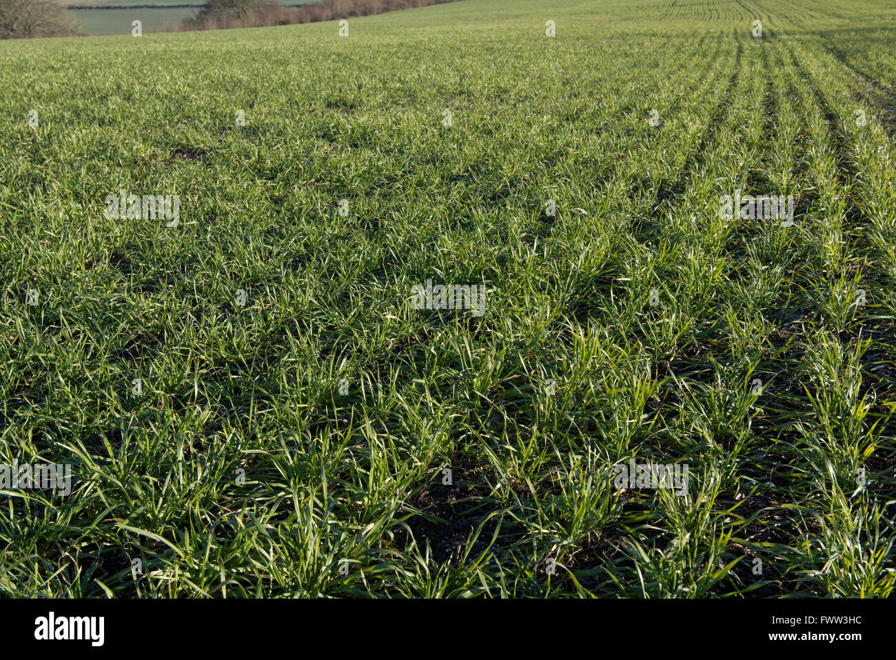 Zeilen einer Winterweizen Ernte mit guten Antenne Wachstum im Spätwinter, Berkshire, Dezember Stockfoto