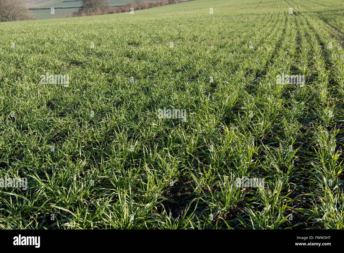 Zeilen einer Winterweizen Ernte mit guten Antenne Wachstum im Spätwinter, Berkshire, Dezember Stockfoto