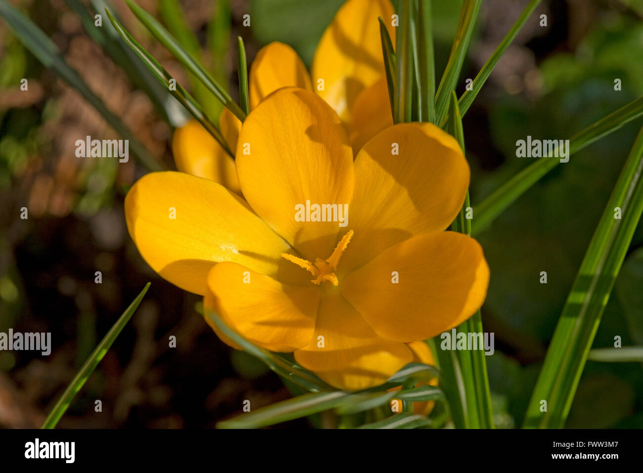 Blume der gelbe Krokus mit gelben Staubbeuteln und "Stigmata", Februar Stockfoto