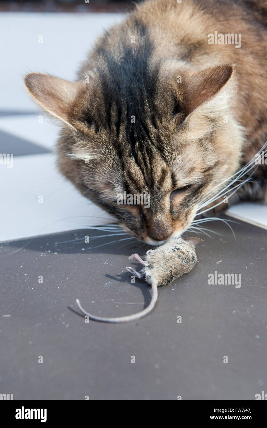 Eine stolze Katze zeigt seine tote Maus Stockfoto