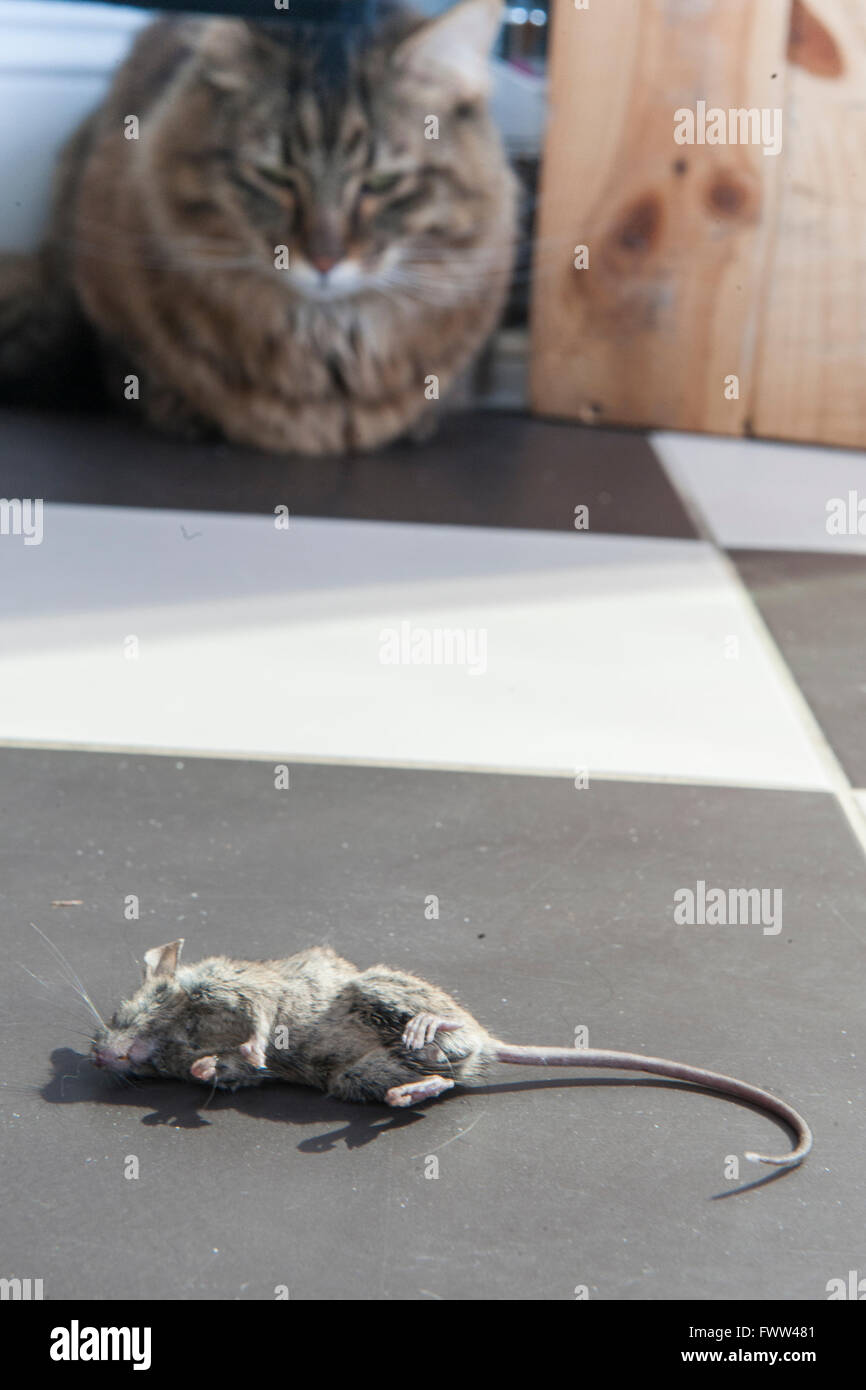 Eine stolze Katze zeigt seine tote Maus Stockfoto