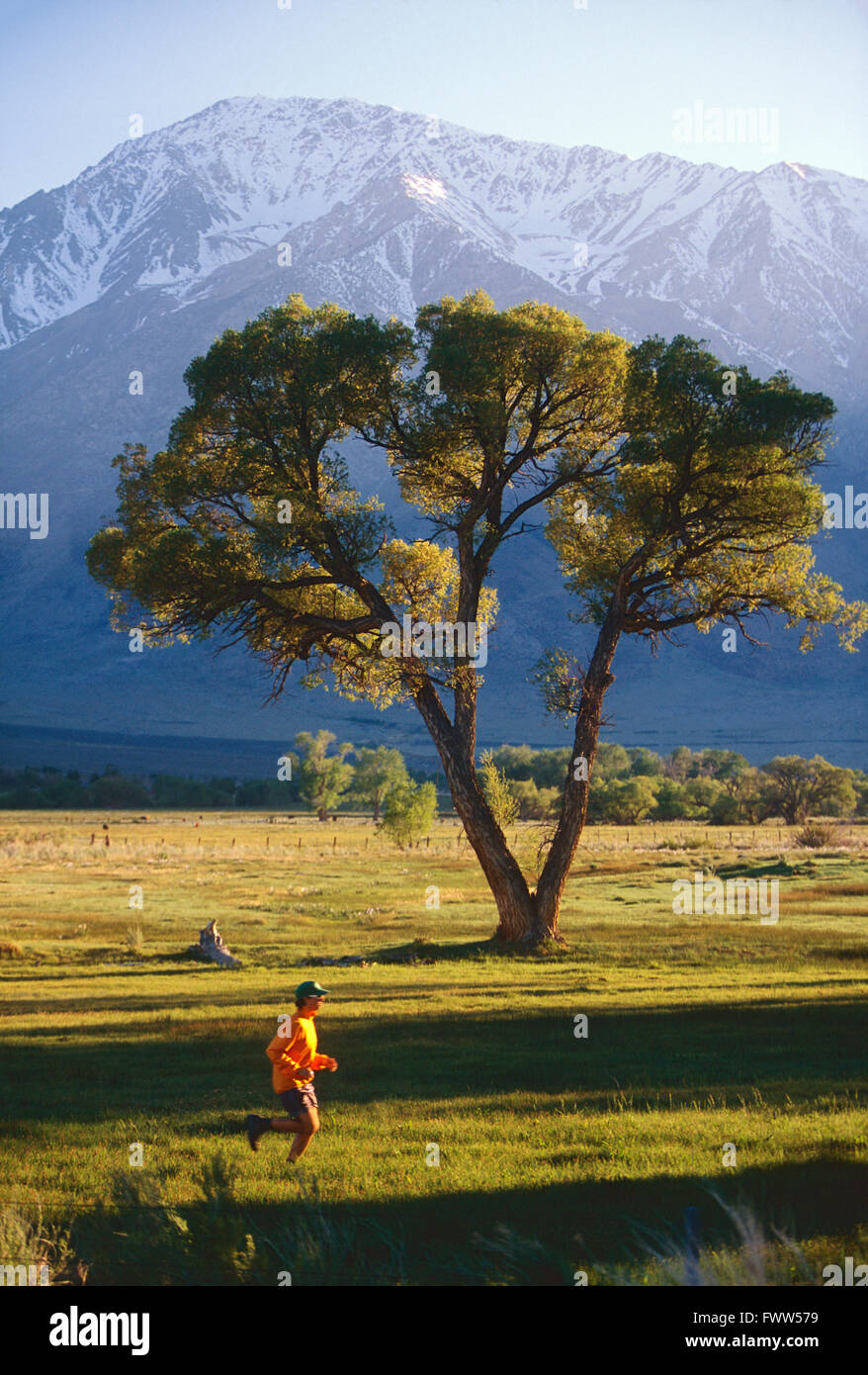 Fit junge männliche Athlet Trailläufer im Vorgebirge der Sierra Nevada, Kalifornien, Stockfoto