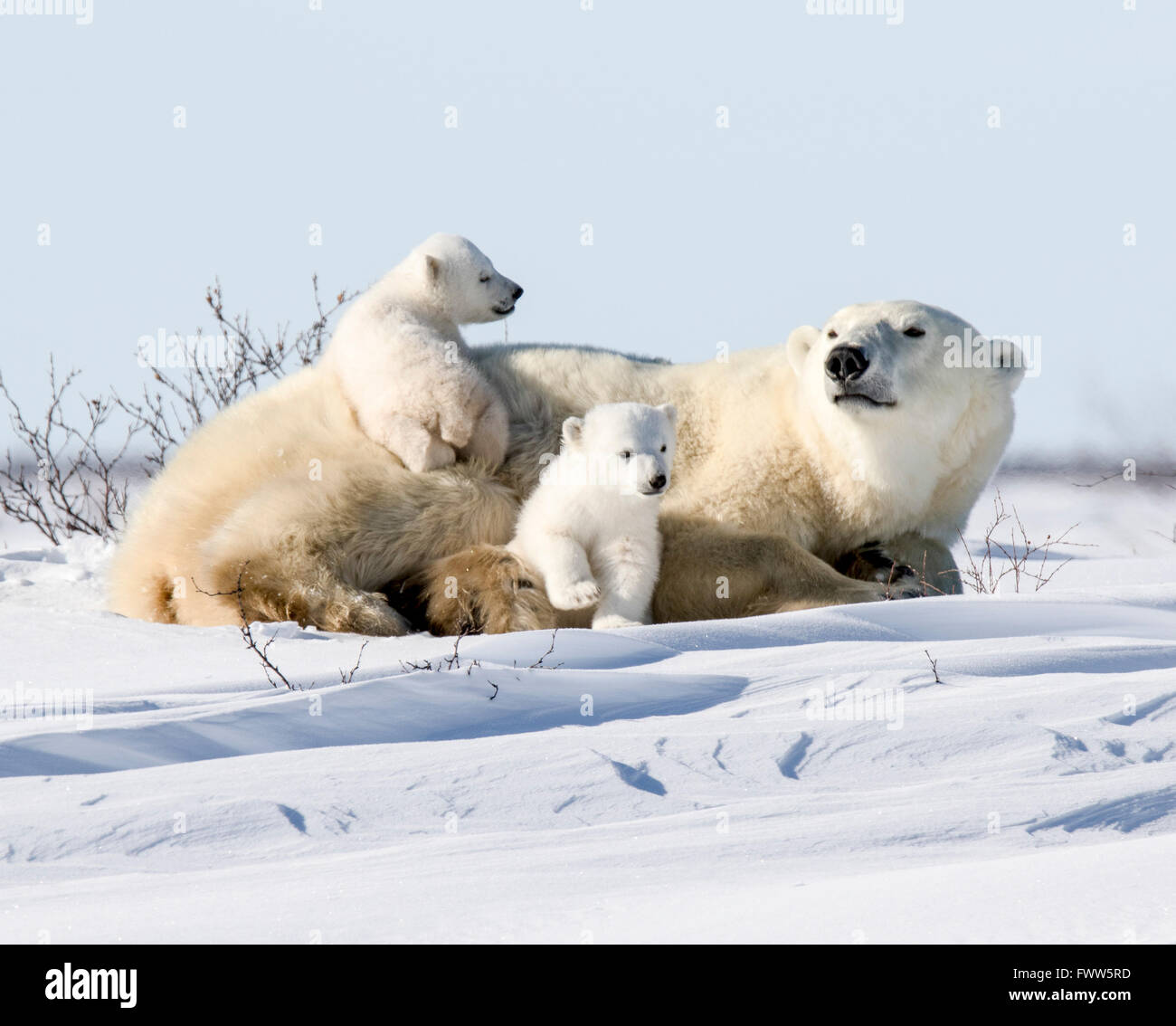 Mutter Eisbär mit verspielten Jungen schlafen Stockfoto