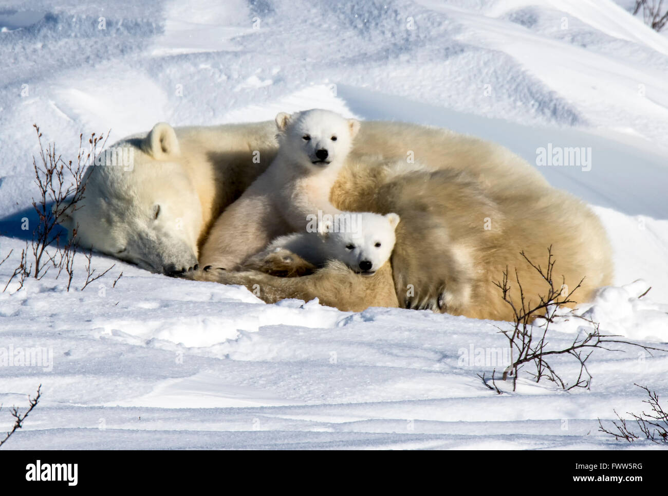Mutter Eisbär mit verspielten Twin Jungen schlafen Stockfoto