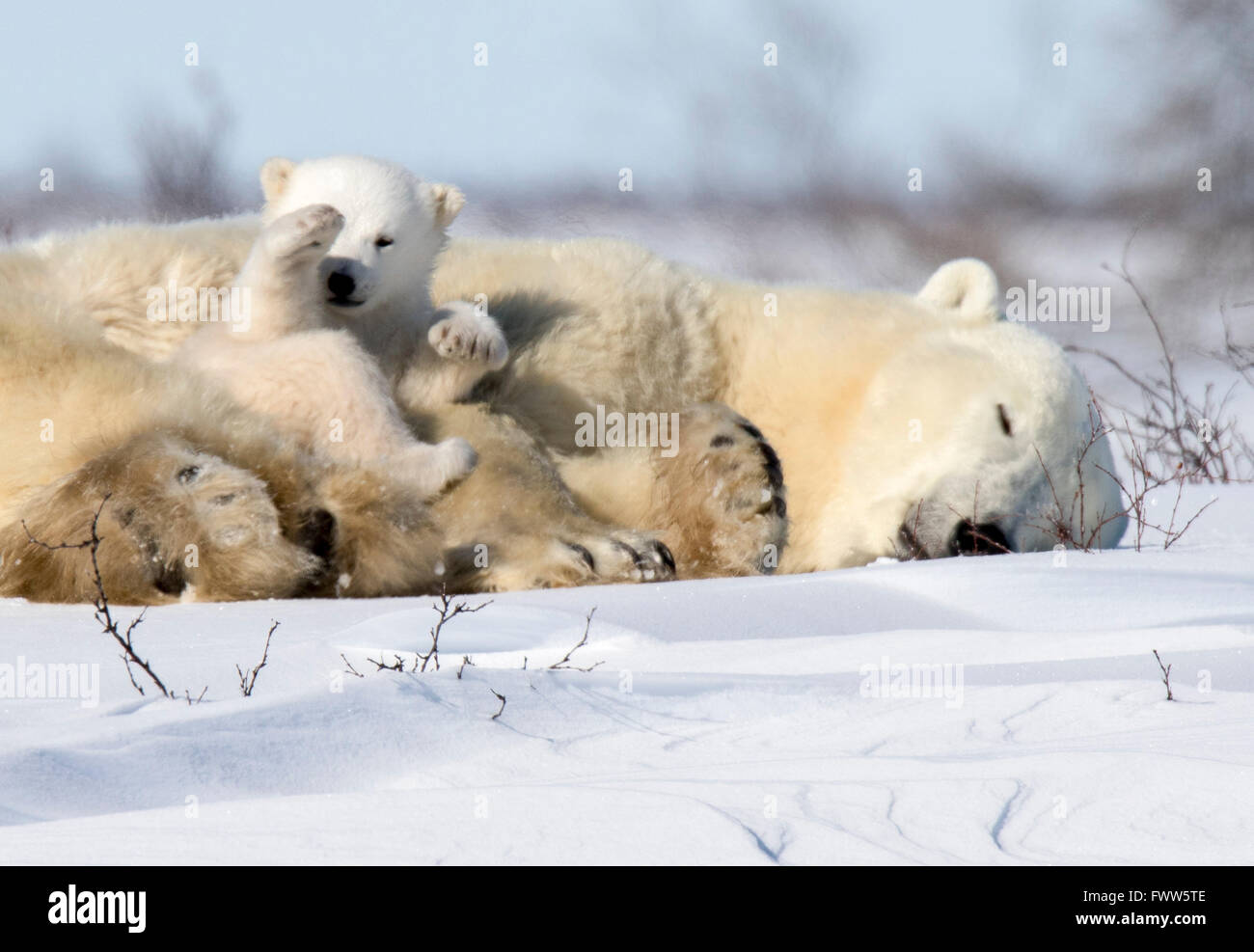 Mutter Eisbär mit verspielten Twin Jungen schlafen Stockfoto
