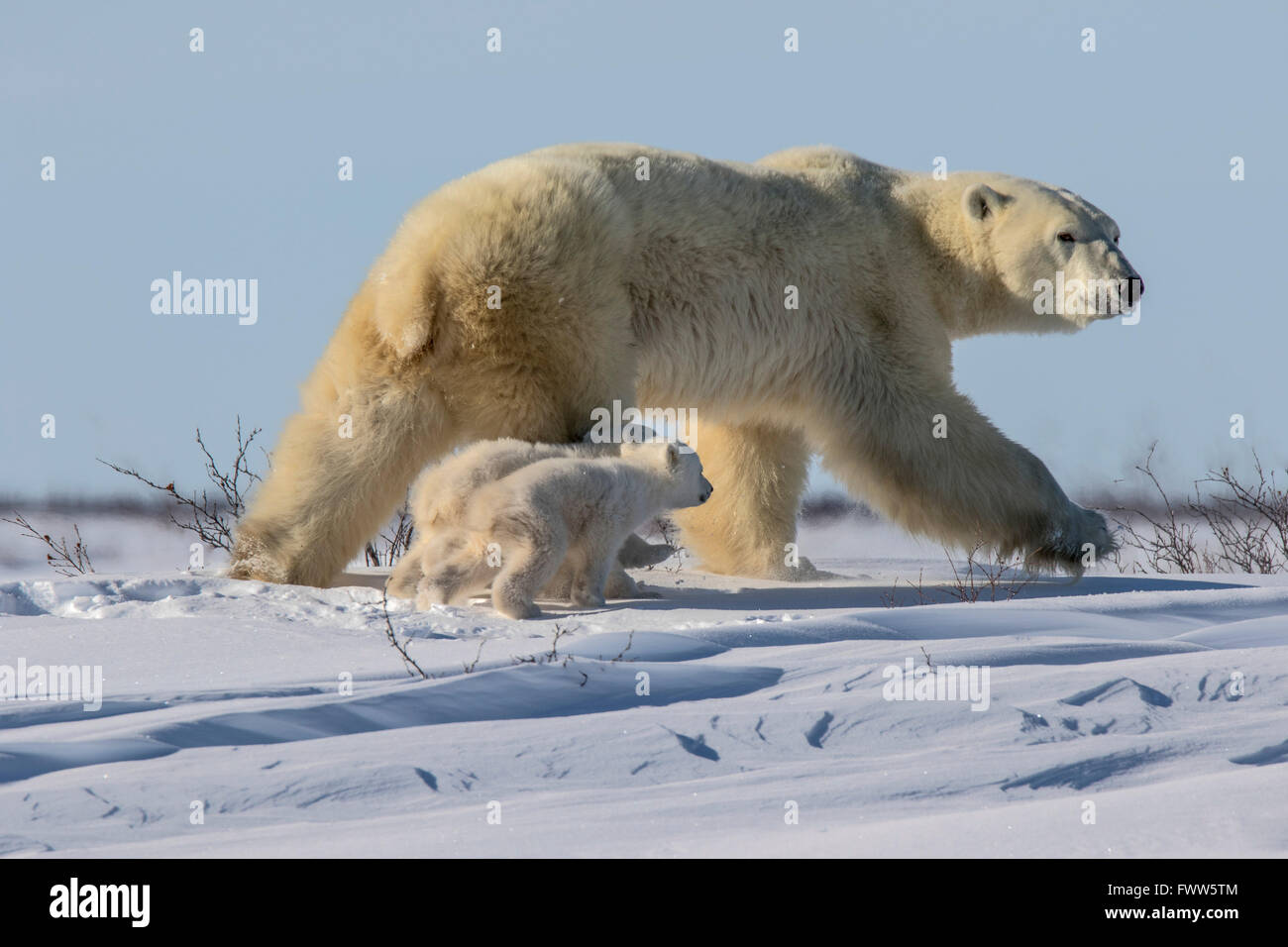 Mutter zu Fuß mit verspielten Twin jungen Eisbären Stockfoto