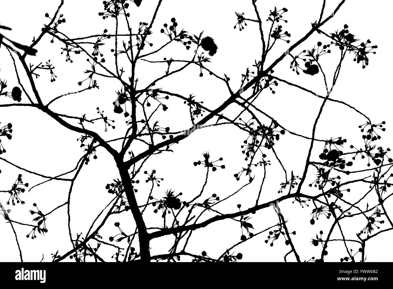 Silhouette der Sakura-Baum im Sakura MINT - Osaka, Japan Stockfoto