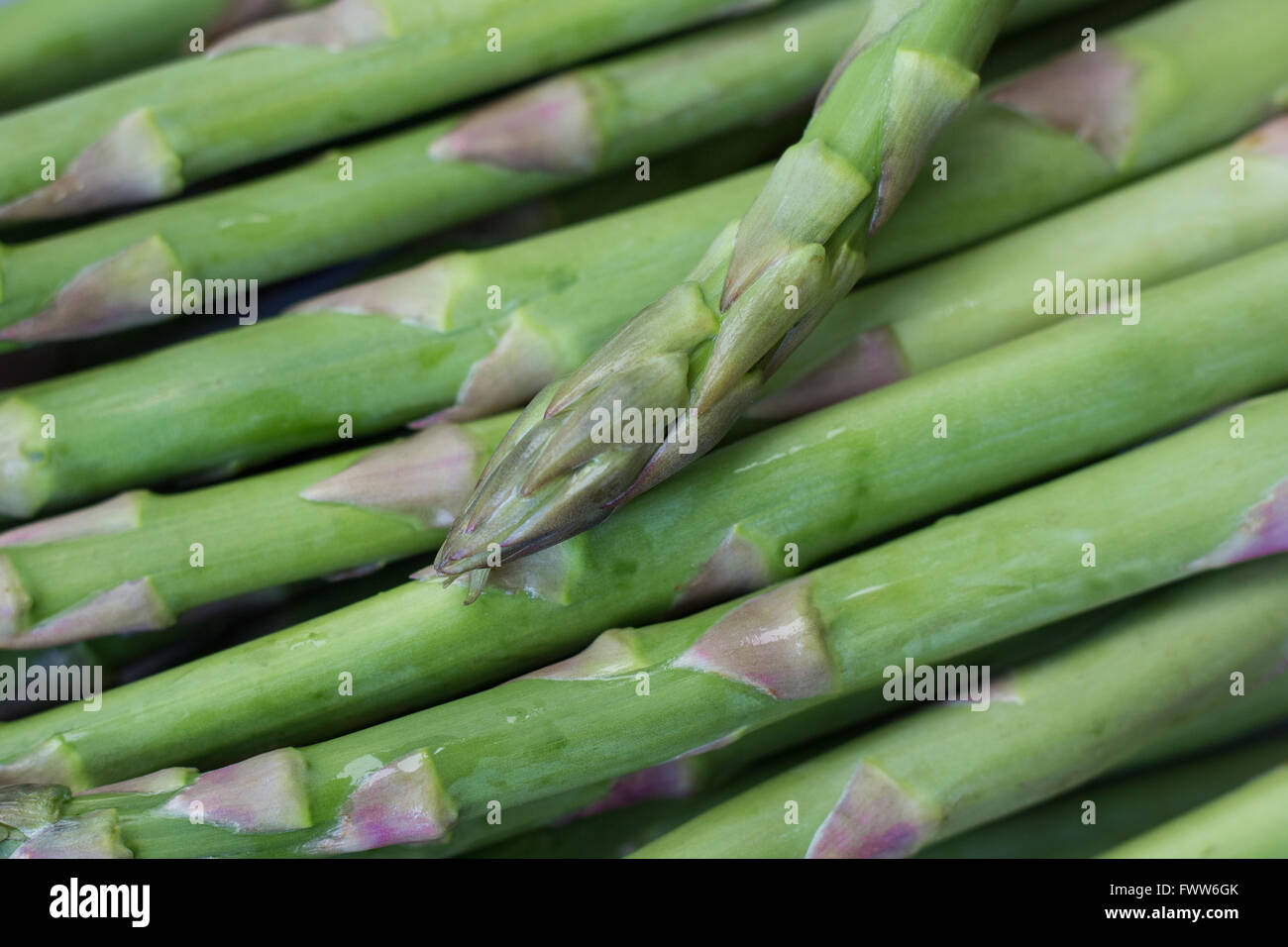 frischer grüner Spargel Makro raw - Food closeup Stockfoto