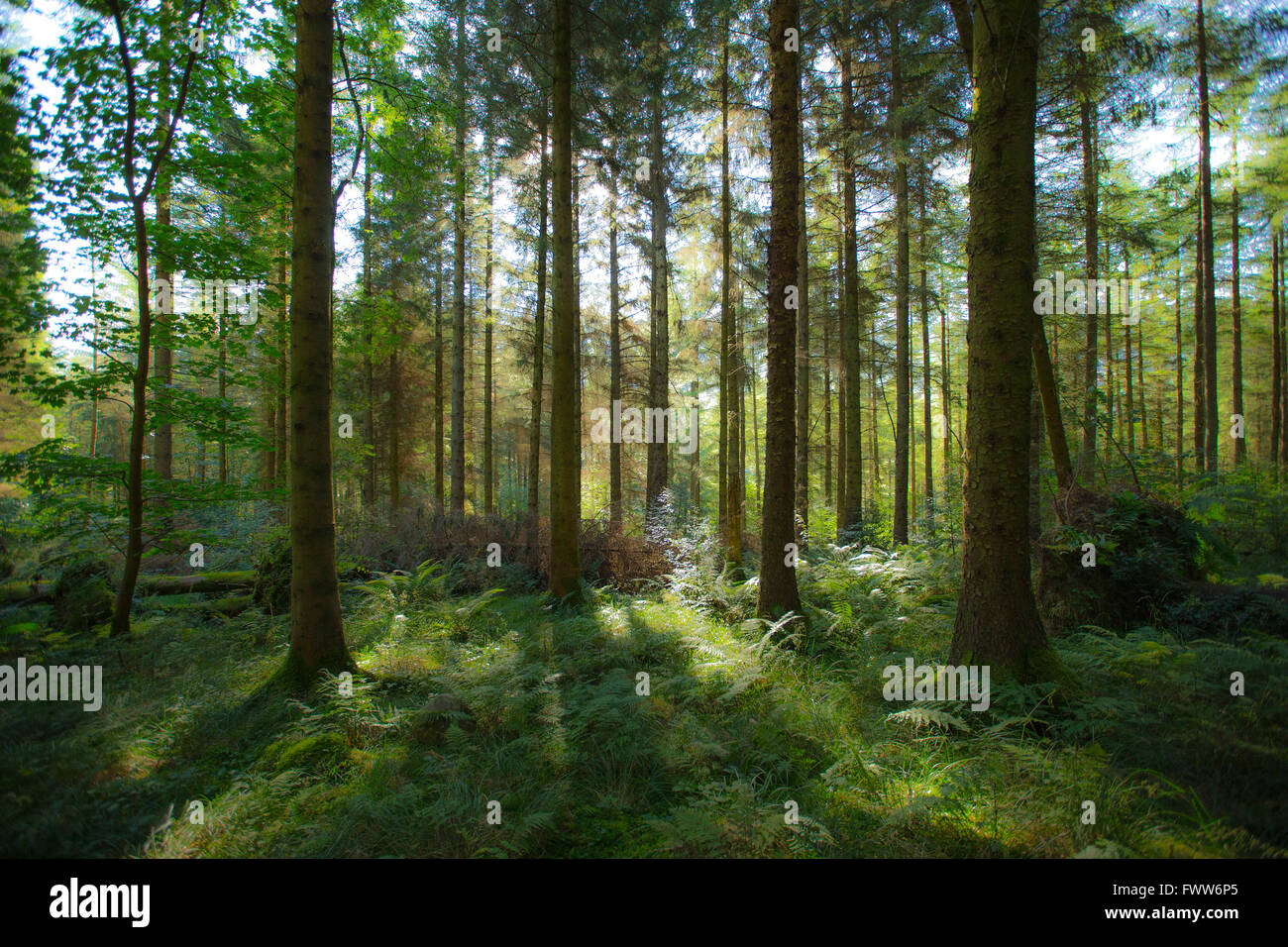 Schottischen Wald Szene mit Sonnenlicht durch Bäume Stockfoto