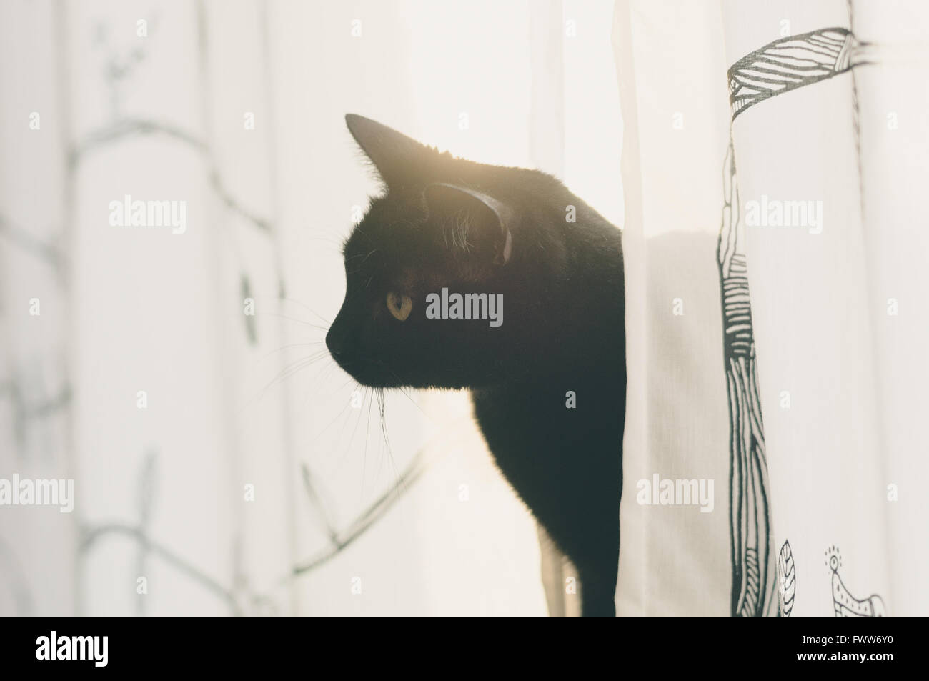 Schwarze Katze Ausschau von Vorhängen, flare Morgensonne hinter Stockfoto