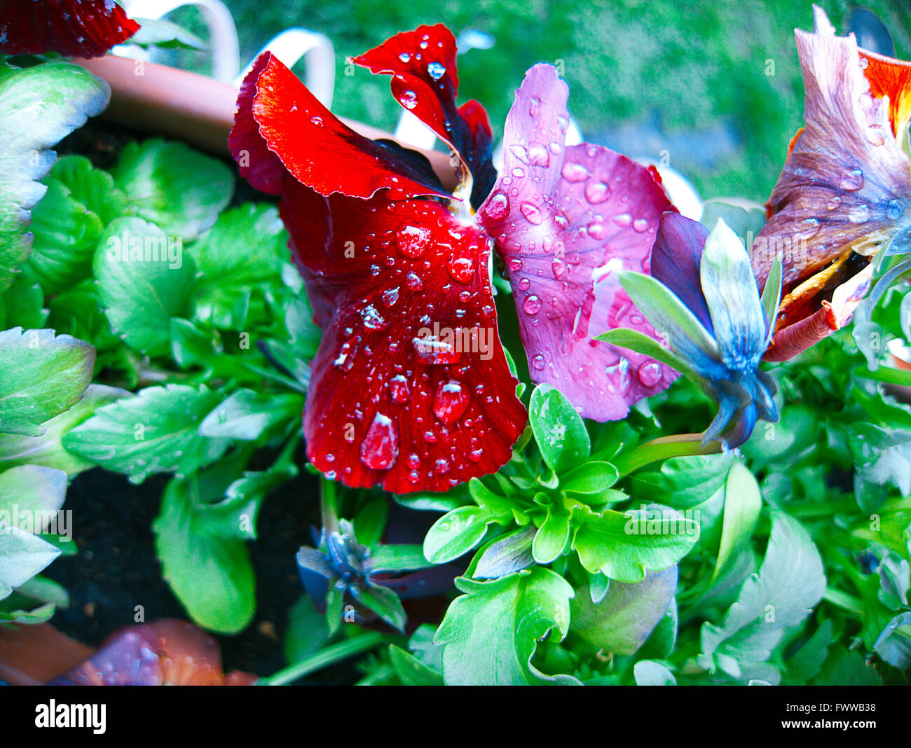 Morgentau tropft auf rote Blütenblatt der Stiefmütterchen-Blüten. Gefaltete Blütenblätter aussehen wie ein Schmetterling. Der Hintergrund jedoch unscharf. Passenden Hintergrund Stockfoto