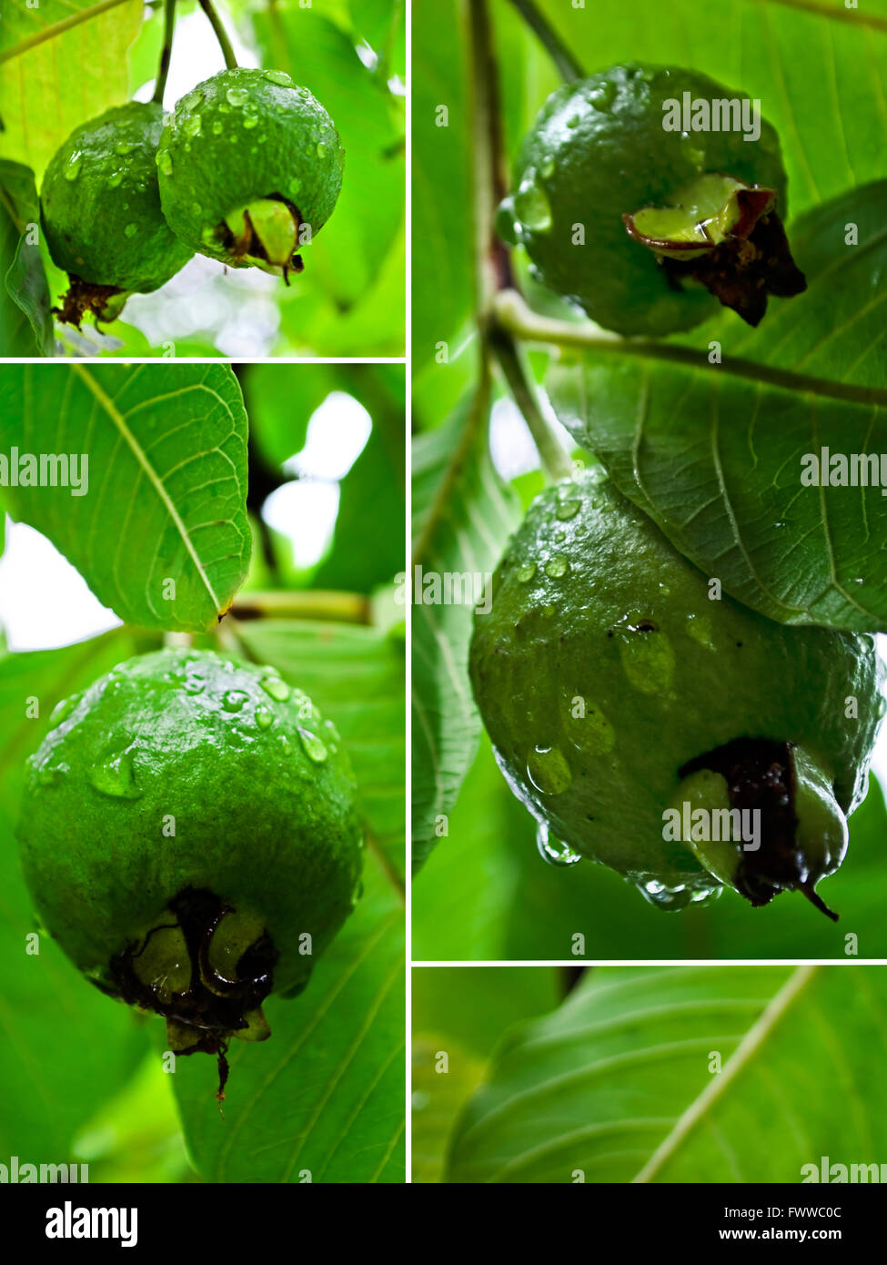 Rohe Guaven collage Stockfoto