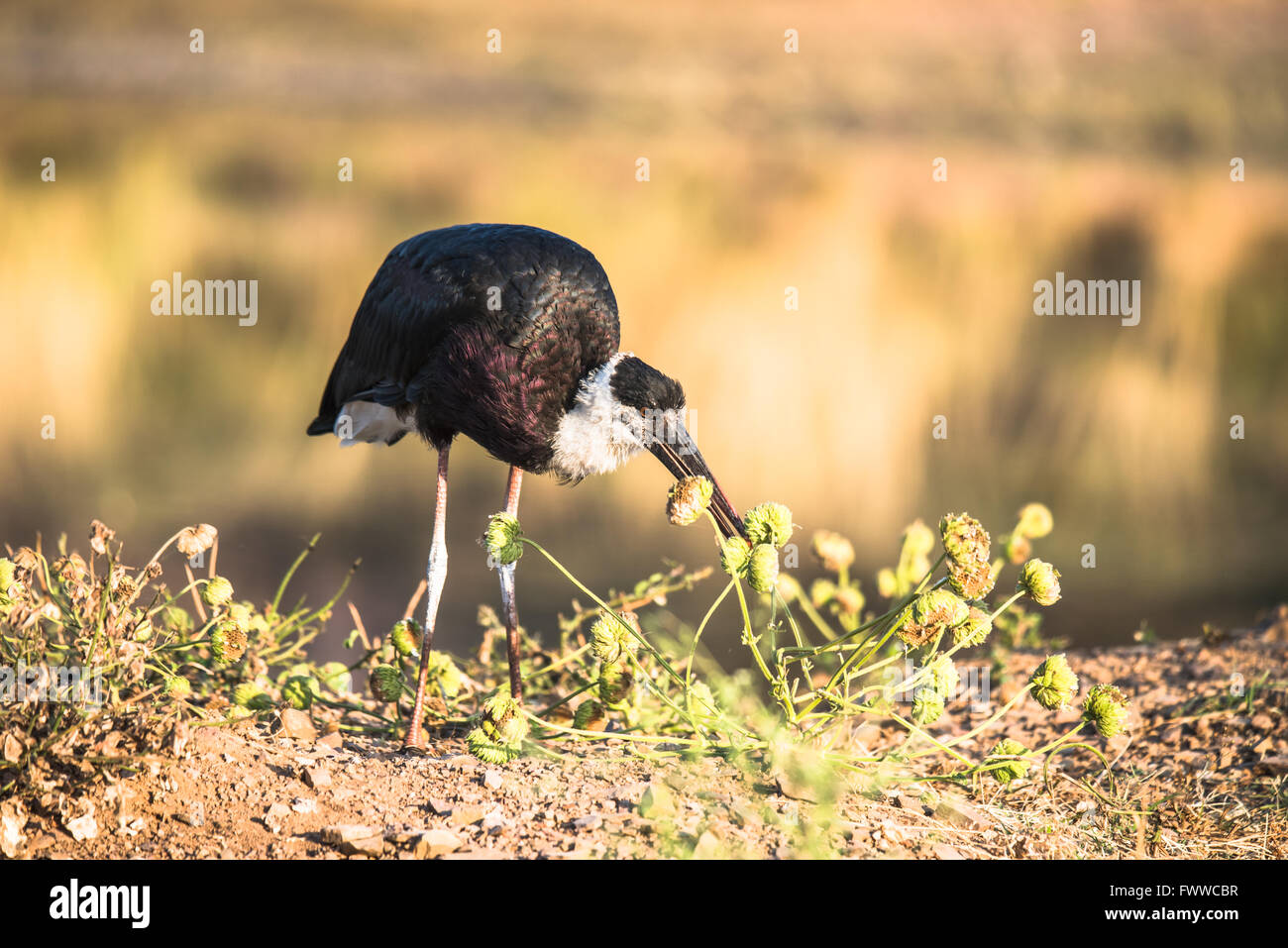 Wollig-necked Storch, Bischof Storch oder weiß-necked Storch ist ein großer waten Vogel in der Storch Familie Ciconiidae. Stockfoto