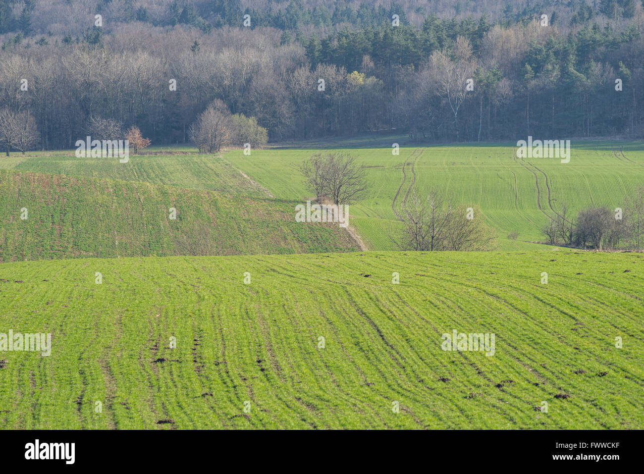 Gepflügtes hügeligen Wiesen keimenden Korn niedriger Schlesien Polen Stockfoto