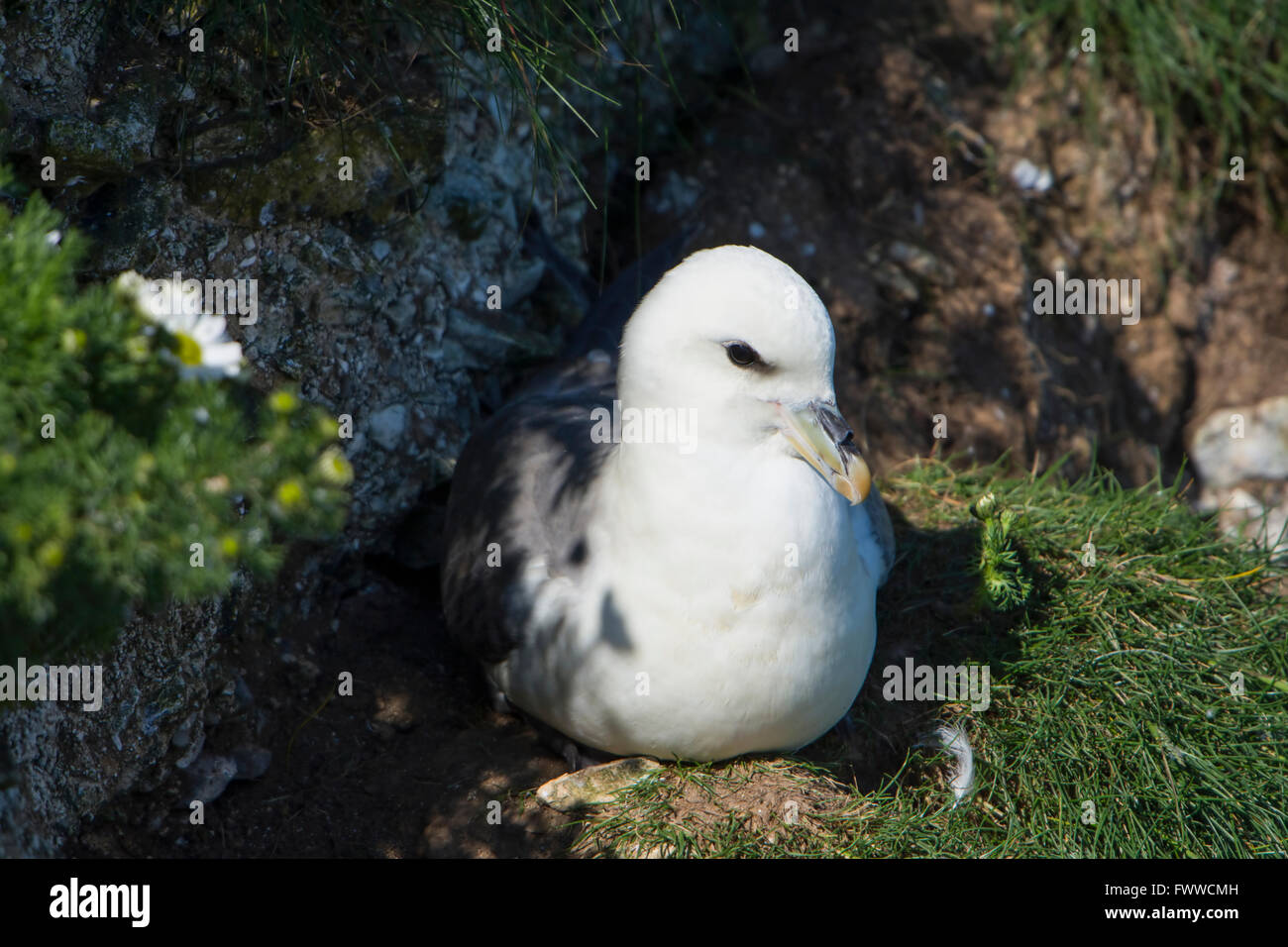 Nahaufnahme von einem nördlichen Fulmar (Fulmarus Cyclopoida), wie sie auf Klippen, Bempton Cliffs, East Yorkshire, UK sitzt Stockfoto