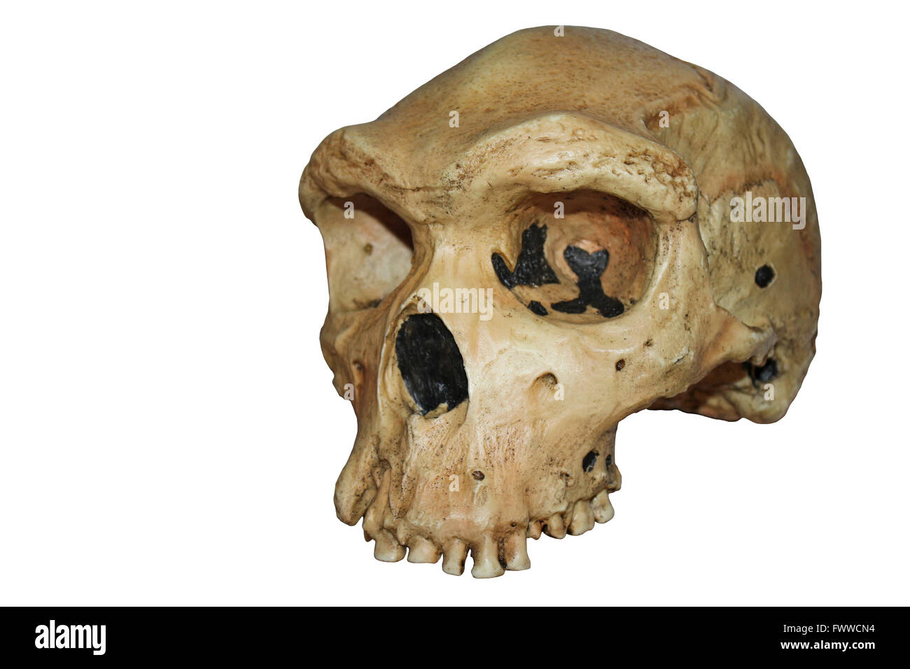 Replik-Schädel von Homo Heidelbergensis, Rhodesian Mann - Kabwe 1 Stockfoto